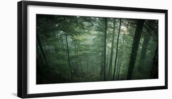 Temperate Rainforest of Western Washington-Steven Gnam-Framed Photographic Print