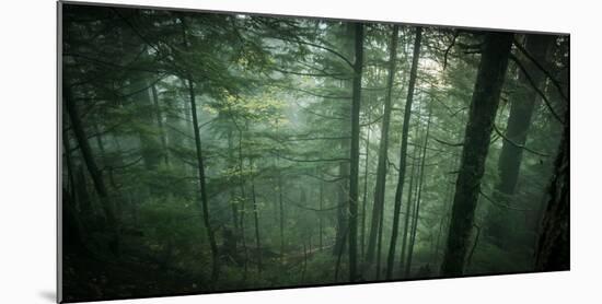 Temperate Rainforest of Western Washington-Steven Gnam-Mounted Photographic Print