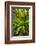 Temperate Rainforest With Vine Maple (Acer Circinatum) And Fern-Bertie Gregory-Framed Photographic Print