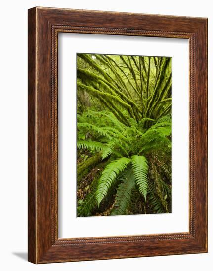 Temperate Rainforest With Vine Maple (Acer Circinatum) And Fern-Bertie Gregory-Framed Photographic Print