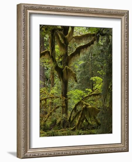 Temperate Rainforest-Bob Gibbons-Framed Photographic Print