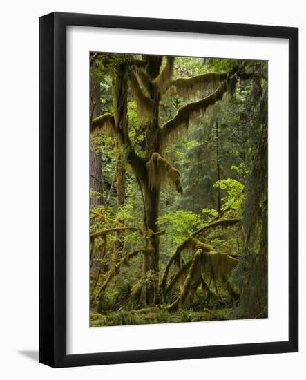 Temperate Rainforest-Bob Gibbons-Framed Photographic Print