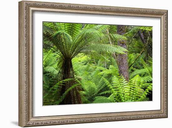 Temperate Rainforest-Jeremy Walker-Framed Photographic Print