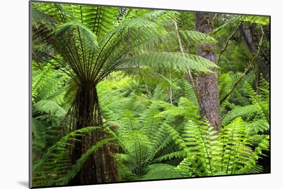 Temperate Rainforest-Jeremy Walker-Mounted Photographic Print
