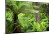 Temperate Rainforest-Jeremy Walker-Mounted Photographic Print