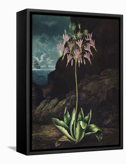 Temple of Flora II-Robert Thornton-Framed Stretched Canvas
