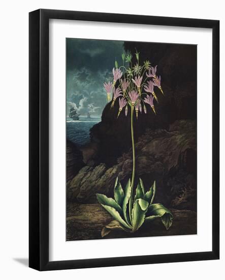 Temple of Flora II-Robert Thornton-Framed Art Print