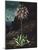 Temple of Flora II-Robert Thornton-Mounted Art Print