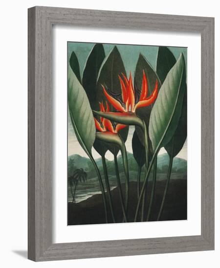 Temple of Flora IV-Robert Thornton-Framed Art Print