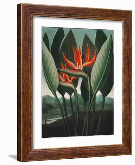 Temple of Flora IV-Robert Thornton-Framed Art Print