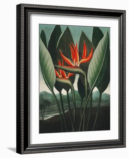 Temple of Flora IV-Robert Thornton-Framed Art Print