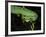 Temple Wagler's Pit Viper Bako National Park, Sarawak, Borneo-Tony Heald-Framed Photographic Print