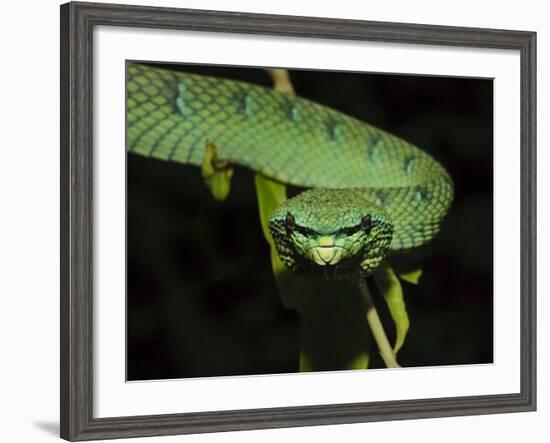 Temple Wagler's Pit Viper Bako National Park, Sarawak, Borneo-Tony Heald-Framed Photographic Print