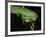 Temple Wagler's Pit Viper Bako National Park, Sarawak, Borneo-Tony Heald-Framed Photographic Print