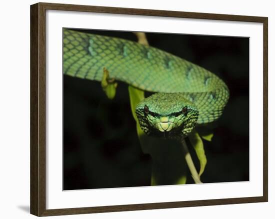 Temple Wagler's Pit Viper Bako National Park, Sarawak, Borneo-Tony Heald-Framed Photographic Print