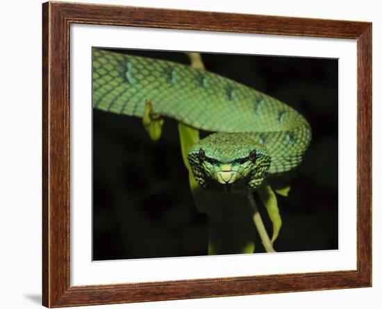 Temple Wagler's Pit Viper Bako National Park, Sarawak, Borneo-Tony Heald-Framed Photographic Print