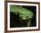 Temple Wagler's Pit Viper Bako National Park, Sarawak, Borneo-Tony Heald-Framed Photographic Print