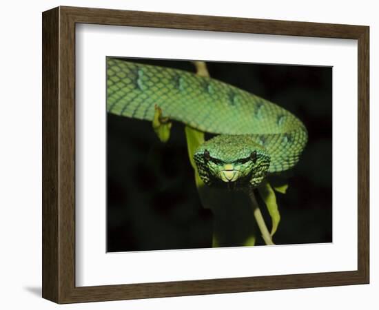 Temple Wagler's Pit Viper Bako National Park, Sarawak, Borneo-Tony Heald-Framed Photographic Print