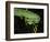 Temple Wagler's Pit Viper Bako National Park, Sarawak, Borneo-Tony Heald-Framed Photographic Print