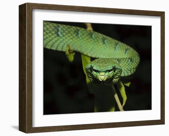 Temple Wagler's Pit Viper Bako National Park, Sarawak, Borneo-Tony Heald-Framed Photographic Print