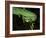 Temple Wagler's Pit Viper Bako National Park, Sarawak, Borneo-Tony Heald-Framed Photographic Print