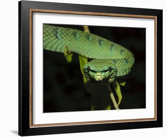 Temple Wagler's Pit Viper Bako National Park, Sarawak, Borneo-Tony Heald-Framed Photographic Print