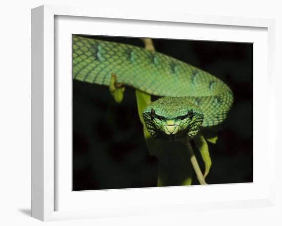 Temple Wagler's Pit Viper Bako National Park, Sarawak, Borneo-Tony Heald-Framed Photographic Print