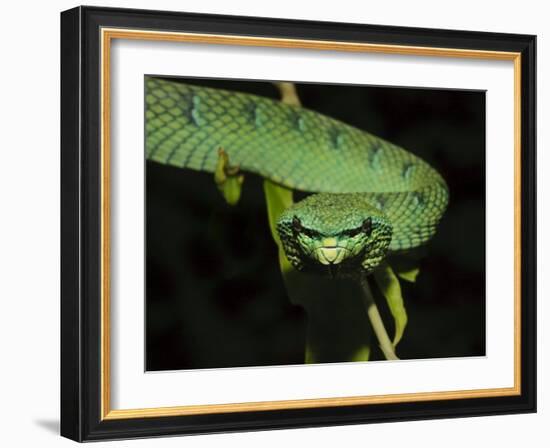 Temple Wagler's Pit Viper Bako National Park, Sarawak, Borneo-Tony Heald-Framed Photographic Print