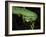 Temple Wagler's Pit Viper Bako National Park, Sarawak, Borneo-Tony Heald-Framed Photographic Print