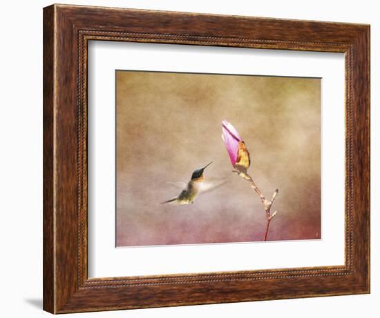 Temptation Hummingbird-Jai Johnson-Framed Giclee Print