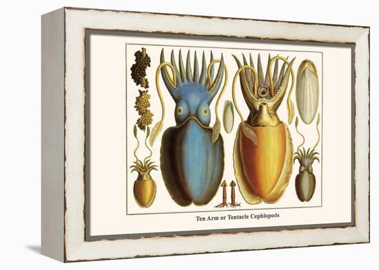 Ten Arm or Tentacle Cephlopods-Albertus Seba-Framed Stretched Canvas