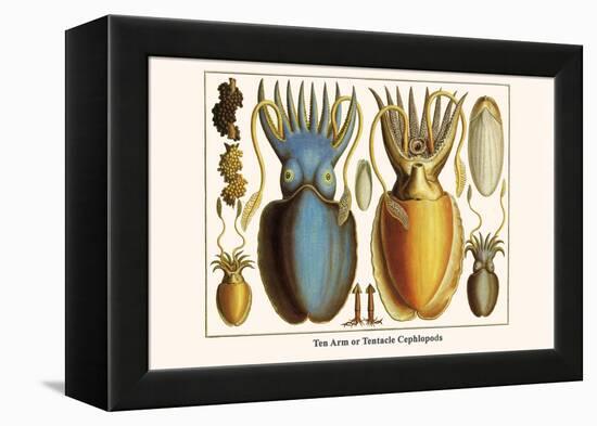 Ten Arm or Tentacle Cephlopods-Albertus Seba-Framed Stretched Canvas