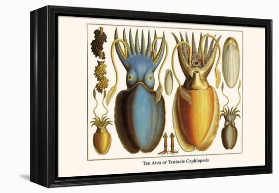 Ten Arm or Tentacle Cephlopods-Albertus Seba-Framed Stretched Canvas