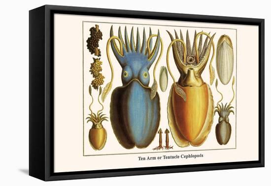 Ten Arm or Tentacle Cephlopods-Albertus Seba-Framed Stretched Canvas