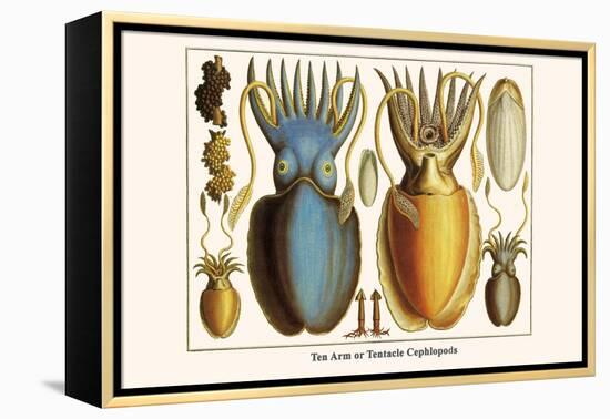 Ten Arm or Tentacle Cephlopods-Albertus Seba-Framed Stretched Canvas