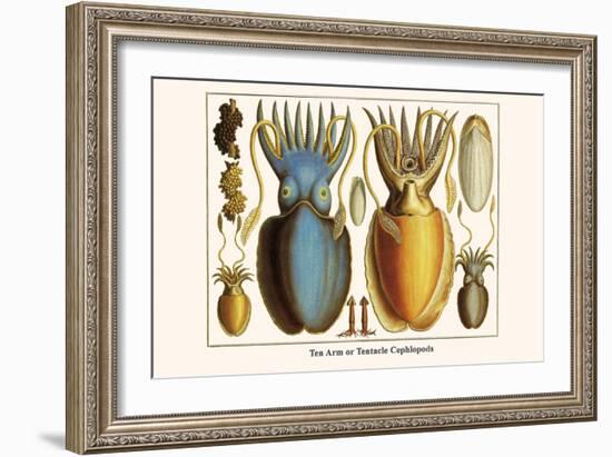 Ten Arm or Tentacle Cephlopods-Albertus Seba-Framed Art Print