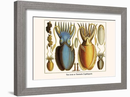 Ten Arm or Tentacle Cephlopods-Albertus Seba-Framed Art Print