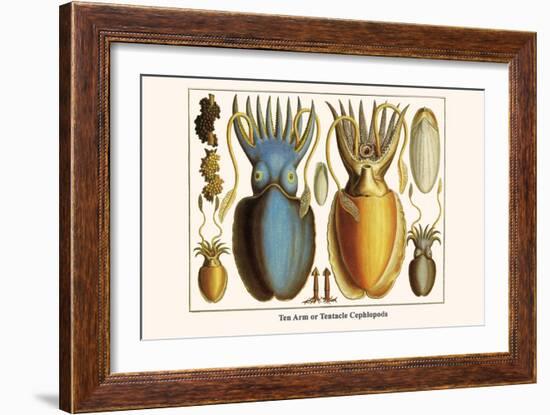 Ten Arm or Tentacle Cephlopods-Albertus Seba-Framed Art Print