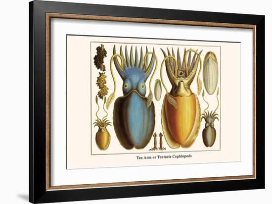 Ten Arm or Tentacle Cephlopods-Albertus Seba-Framed Art Print