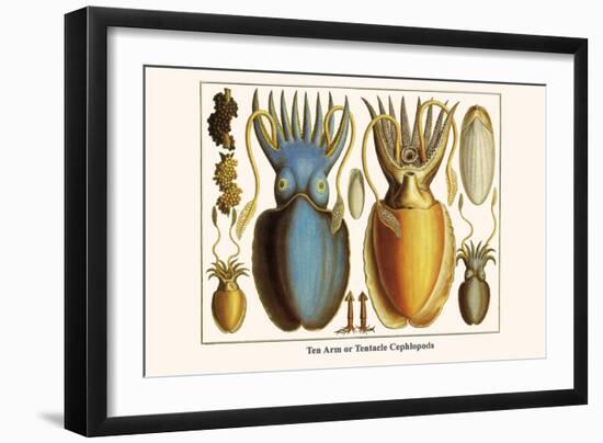 Ten Arm or Tentacle Cephlopods-Albertus Seba-Framed Art Print