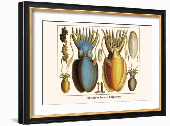 Ten Arm or Tentacle Cephlopods-Albertus Seba-Framed Art Print