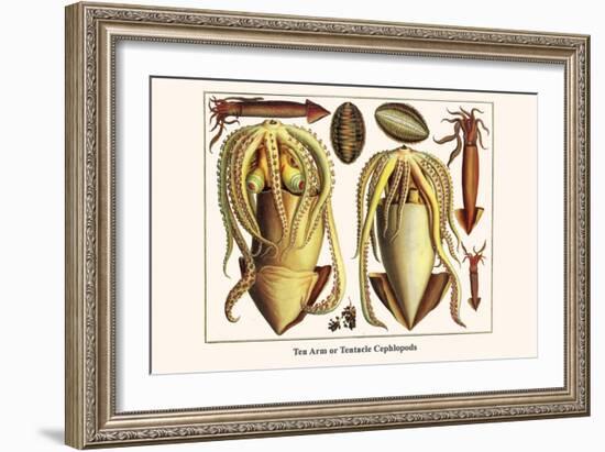 Ten Arm or Tentacle Cephlopods-Albertus Seba-Framed Art Print