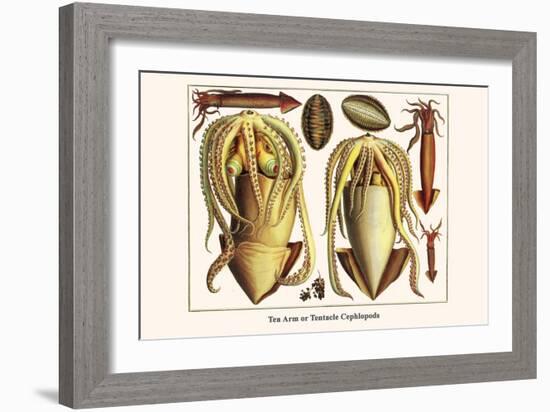 Ten Arm or Tentacle Cephlopods-Albertus Seba-Framed Art Print