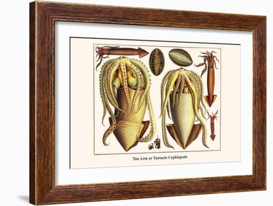 Ten Arm or Tentacle Cephlopods-Albertus Seba-Framed Art Print