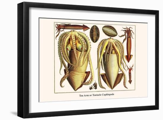 Ten Arm or Tentacle Cephlopods-Albertus Seba-Framed Art Print