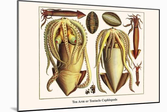 Ten Arm or Tentacle Cephlopods-Albertus Seba-Mounted Art Print