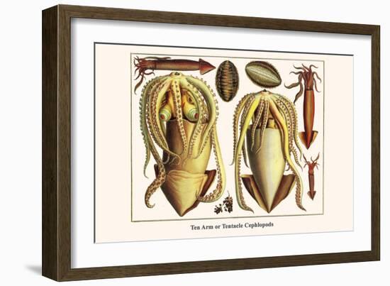 Ten Arm or Tentacle Cephlopods-Albertus Seba-Framed Premium Giclee Print