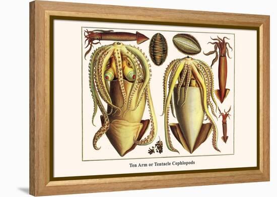 Ten Arm or Tentacle Cephlopods-Albertus Seba-Framed Stretched Canvas