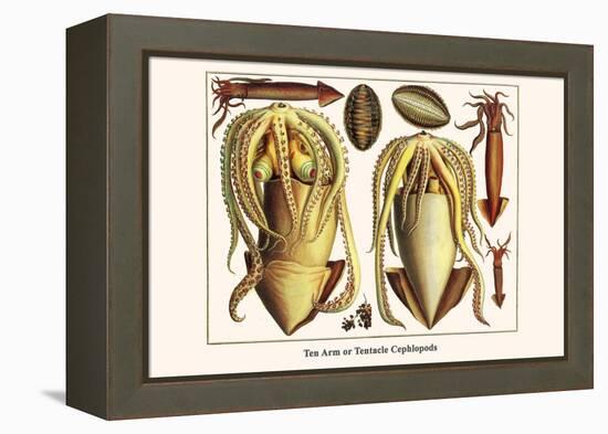 Ten Arm or Tentacle Cephlopods-Albertus Seba-Framed Stretched Canvas