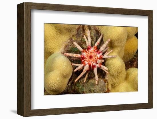 Ten-lined urchin nestled on a reef, Hawaii-David Fleetham-Framed Photographic Print